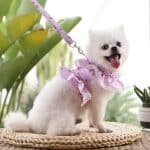 4PCS Pet Supplies Cat Teaser Wand Refill Funny Butterfly Kitten Teaser Stick Replacement Refill Attachment Plush Tassel Cat Toys photo review